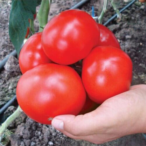 Насіння томату індетермінантного Кларабелла F1 Rijk Zwaan від 100 шт, Фасовка: Проф упаковка 1 000 шт | Agriks
