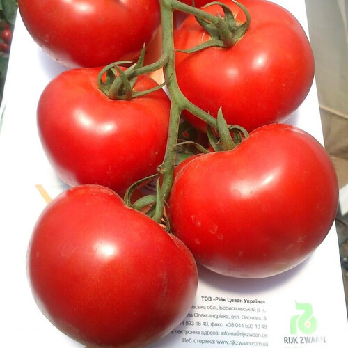 Насіння томату індетермінантного Махітос F1 Rijk Zwaan від 100 шт, Фасовка: Проф упаковка 1 000 шт | Agriks