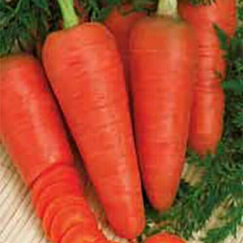 Насіння моркви Кампіно Satimex від 100 г, Фасовка: Проф упаковка 500 г | Agriks
