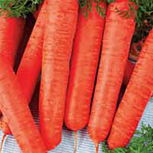 Насіння моркви Лонг роте Штумпфе Satimex від 100 г, Фасовка: Проф упаковка 100 г | Agriks