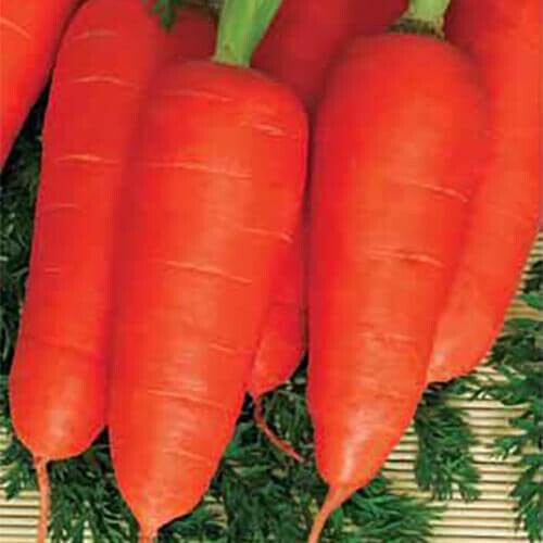 Семена моркови Нью Курода Hortus от 100 г, Фасовка: Проф упаковка 5 кг | Agriks