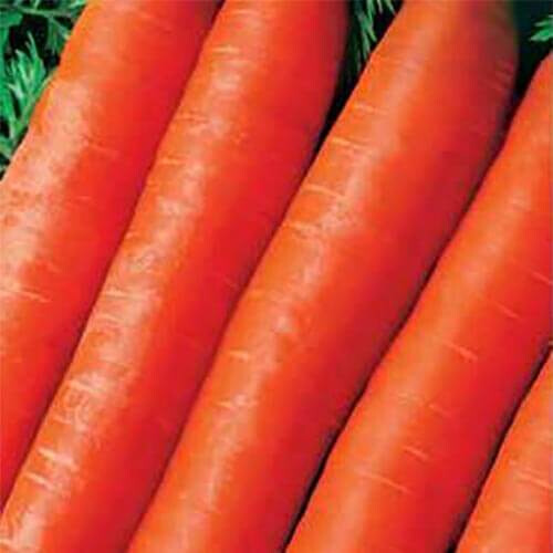 Насіння моркви Тушон Hortus від 100 г, Фасовка: Проф упаковка 5 кг | Agriks