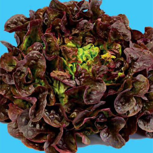Насіння салату Дубовий листовий червоний Hortus від 50 г, Фасовка: Проф упаковка 500 г | Agriks