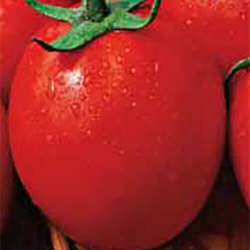 Семена томата детерминантного Рома Hortus 500 г (банка), Фасовка: Проф упаковка 10 г | Agriks