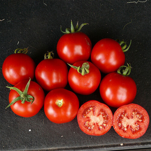 Насіння томату детермінантного Шаста F1 Lark Seeds від 10 шт, Фасовка: Проф упаковка 1 000 шт | Agriks