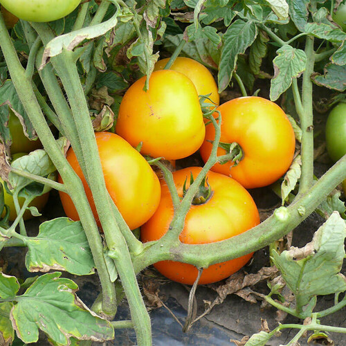Насіння томату детермінантного Світ Сан F1 Spark Seeds 500 шт, Фасовка: Проф упаковка 500 шт | Agriks