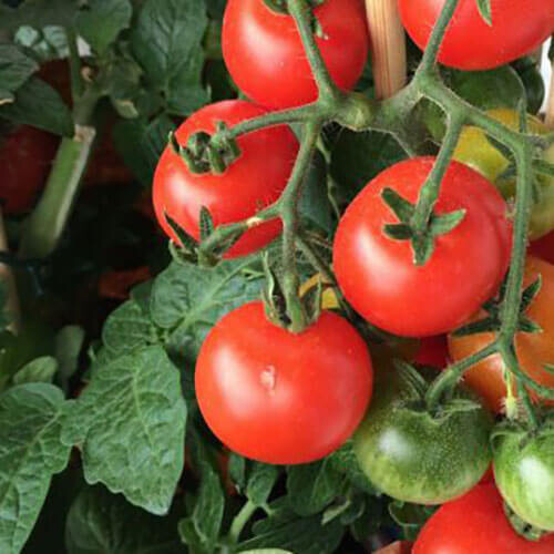 Насіння томату детермінантного Девіс Hortus від 10 г, Фасовка: Проф упаковка 500 г | Agriks