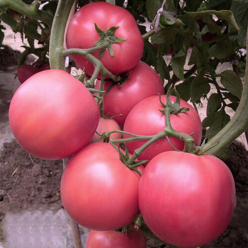 Насіння томату індетермінантного Глоріанс F1 Solare Sementi 500 шт, Фасовка: Проф упаковка 500 шт | Agriks