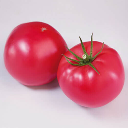 Насіння томату індетермінантного КС 1205 F1 Kitano Seeds від 100 шт, Фасовка: Проф упаковка 1 000 шт | Agriks