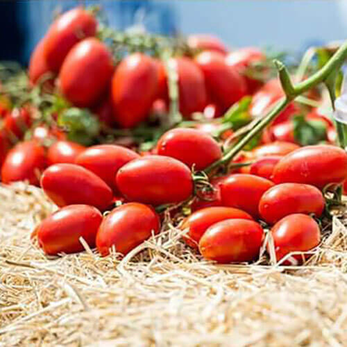 Насіння томату детермінантного Санміно F1 Syngenta від 10 шт, Фасовка: Середня упаковка 50 шт | Agriks
