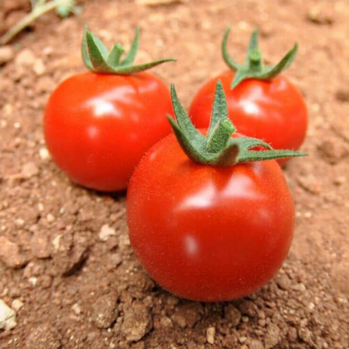 Насіння томату індетермінантного Арома F1 Yuksel Tohum 100 шт, Фасовка: Проф упаковка 100 шт | Agriks