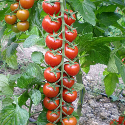 Насіння томату індетермінантного Марголь F1 Yuksel Tohum 100 шт, Фасовка: Проф упаковка 100 шт | Agriks