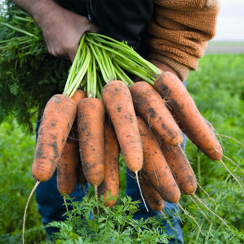 Семена моркови Кардиф F1 Bejo от 100 000 шт (1,4-1,6), Фасовка: Проф упаковка 100 000 шт (1,6 - 1,8) | Agriks