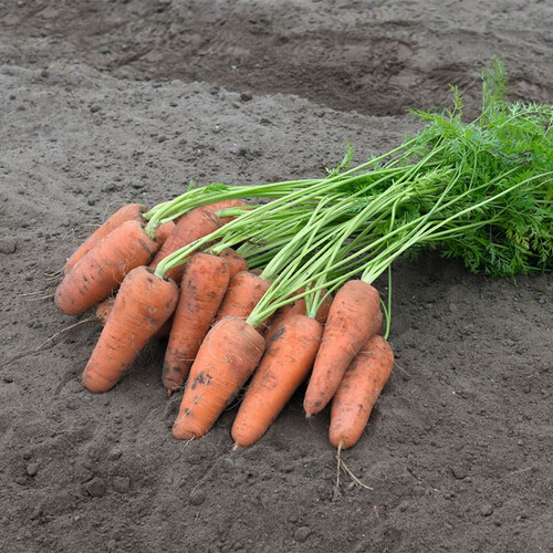 Насіння моркви Курасао F1 Bejo від 100 000 шт (1,6-1,8), Фасовка: Проф упаковка 100 000 шт (2,0 - 2,2) | Agriks