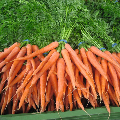 Насіння моркви Наполі F1 Bejo від 25 000 шт (1,6-1,8), Фасовка: Проф упаковка 100 000 шт (1,6 - 1,8) | Agriks