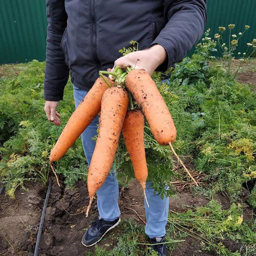 Насіння моркви СВ 3118 F1 Seminis 200 000 шт (1,4-1,6), Фасовка: Проф упаковка 1 000 000 шт (2,0 - 2,2) | Agriks