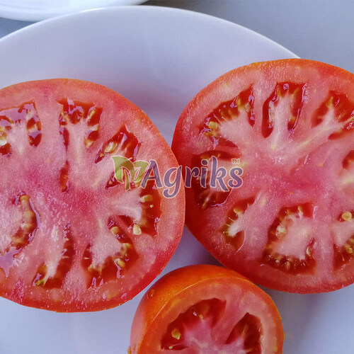 Насіння томату кущового Ред Булл F1 Solare Sementi 500 шт, Фасовка: Проф упаковка 1 000 шт | Agriks
