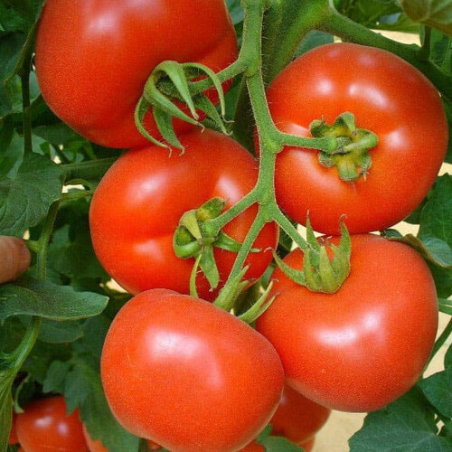 Насіння томату напівдетермінантного Магнус F1 Seminis від 20 шт, Фасовка: Міні упаковка 20 шт | Agriks