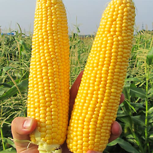 Насіння кукурудзи GSS 5649 F1 Syngenta 100 000 шт | Agriks