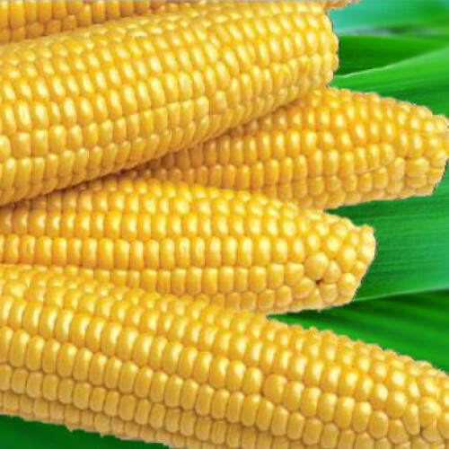Семена кукурузы Мегатон F1 Harris Moran 3 000 шт (360 гр), Фасовка: Проф упаковка 100 000 шт | Agriks