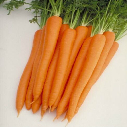 Насіння моркви Шугаснекс 54 F1 Nunhems 100 000 шт (1,4-1,6), Фасовка: Проф упаковка 100 000 шт (1,8 - 2,0) | Agriks