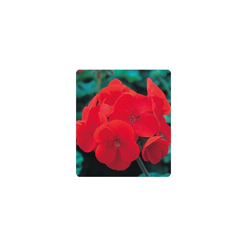 Семена пеларгонии Салют Deep Red Kitano Seeds 100 шт, Разновидности: Deep Red, Фасовка: Проф упаковка 100 шт | Agriks