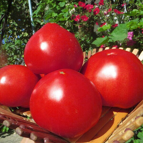 Насіння томату індетермінантного Чімган F1 Clause 250 шт, Фасовка: Проф упаковка 1 000 шт | Agriks