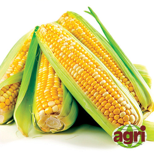 Насіння кукурудзи цукрової Лібертон F1 Аgri Saaten 5 000 шт, Фасовка: Проф упаковка 5 000 шт | Agriks