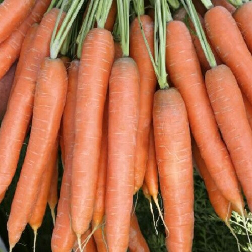 Насіння моркви Престо F1 Vilmorin S. A. від 1 г, Фасовка: Середня упаковка 10 г | Agriks