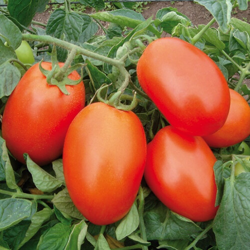 Насіння томату детермінантного Галілея F1 Hazera від 10 шт, Фасовка: Міні упаковка 10 шт | Agriks
