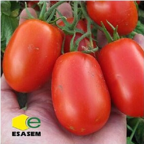 Семена томата детерминантного Инкриз F1 Еsasem 1 000 шт, Фасовка: Проф упаковка 25 000 шт | Agriks