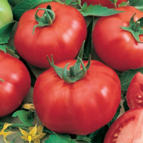 Насіння томату детермінантного Ігранда Satimex від 10 г, Фасовка: Проф упаковка 500 г | Agriks
