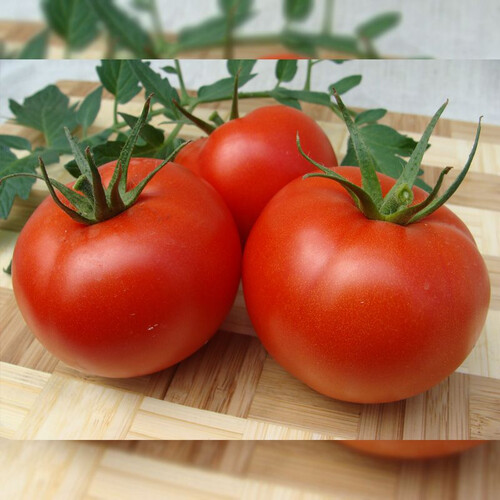 Насіння томату індетермінантного Атерон F1 Moravoseed 500 шт | Agriks