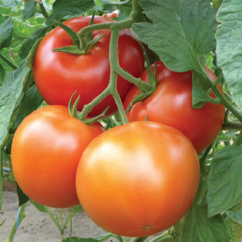 Насіння томату індетермінантного Матіссімо F1 Seminis від 250 шт, Фасовка: Проф упаковка 500 шт | Agriks