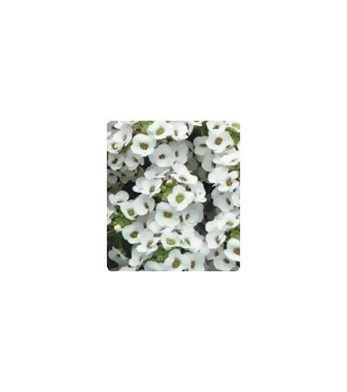 Насіння аліссума Персона White Kitano Seeds 500 шт, Різновиди: White, Фасовка: Проф упаковка 500 шт | Agriks