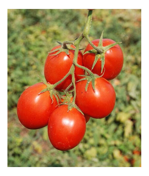 Насіння томату детермінантного Керо F1 Еsasem від 1 000 шт | Agriks