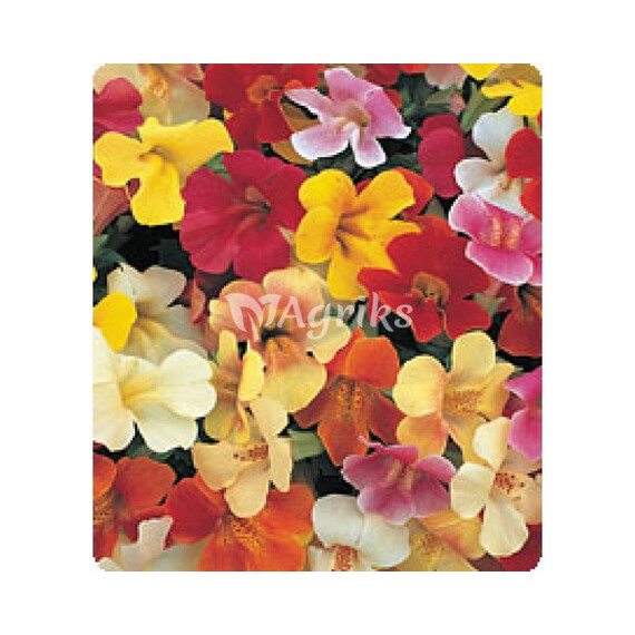 Насіння губастіка Гаваї Blotch Mixed Kitano Seeds 250 шт, Різновиди: Blotch Mixed, Фасовка: Проф упаковка 250 шт | Agriks