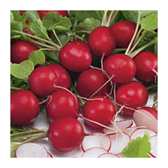 Семена редиса Сиеста Nasko от 50 г, Фасовка: Проф упаковка 50 г | Agriks