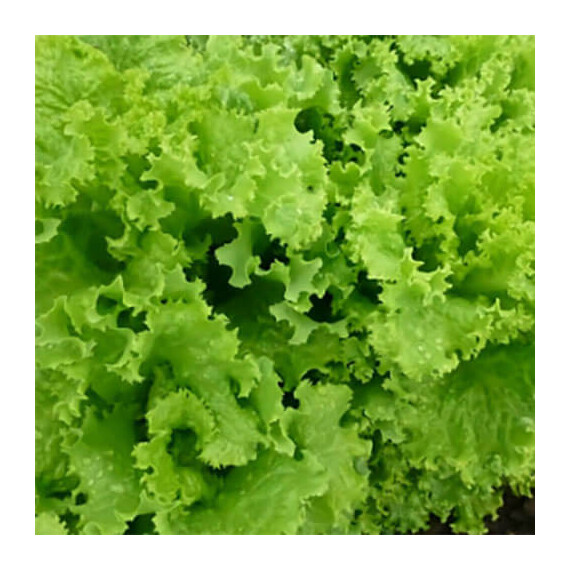 Семена салата КС 129 Kitano Seeds 5 г, Фасовка: Мини упаковка 5 г | Agriks