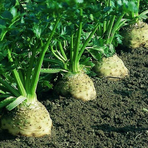 Семена сельдерея Диамант Bejo от 100 шт, Фасовка: Средняя упаковка 100 шт | Agriks