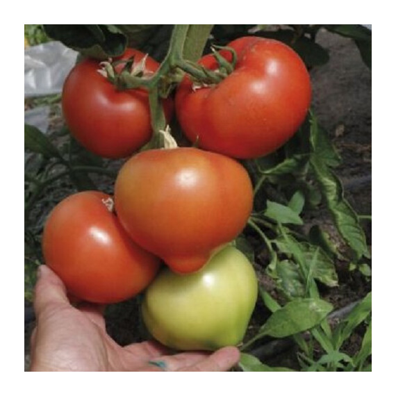 Вегас F1 (TС 02-5176 F1)  Solare Sementi 250 шт, Фасовка: Проф упаковка 250 шт | Agriks