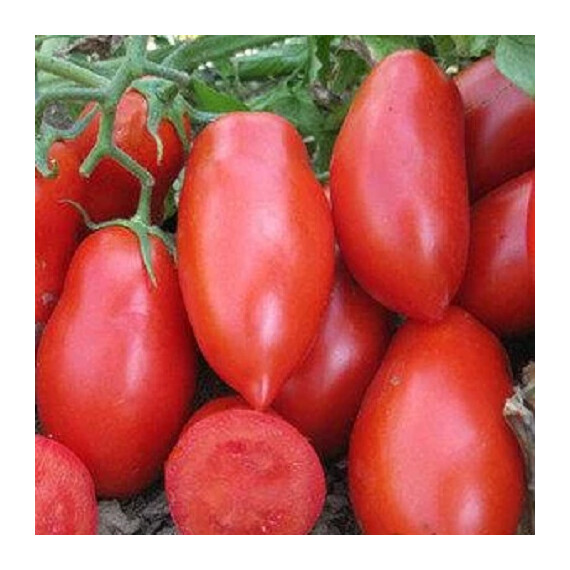 Семена томата Рокия F1 Cora Seeds 1 000 шт, Фасовка: Проф упаковка 1 000 шт | Agriks
