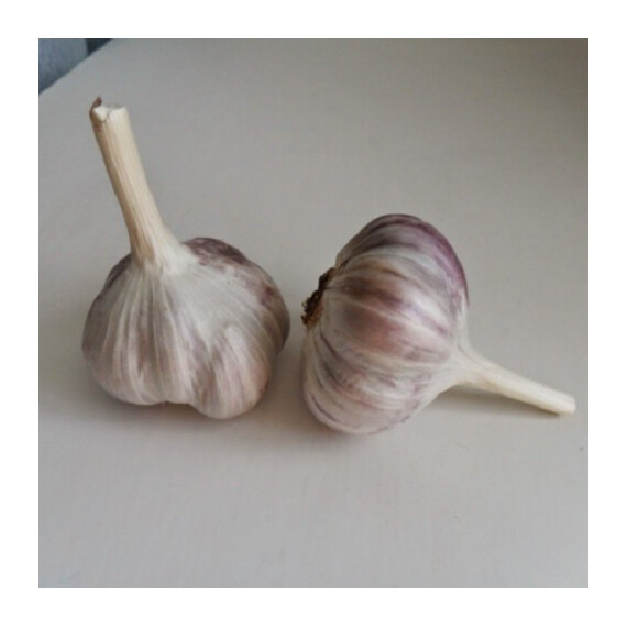Чеснок (озимый) Ирен от 2 кг Triumfus Onion Products, Фасовка: Проф упаковка 5 кг | Agriks