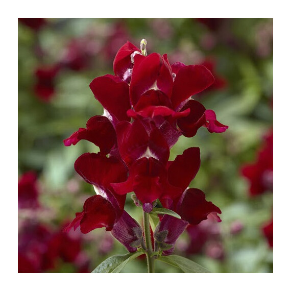 Насіння антірінуму карликового Снептіні F1 червоний Syngenta Flowers 100 шт , Різновиди: Червоний, Фасовка: Проф упаковка 100 шт драже | Agriks