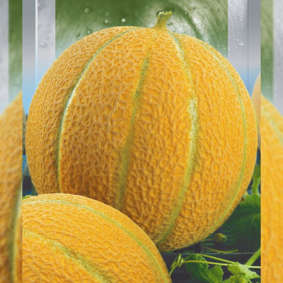 Бест Джамбо (Ефиопка) Hortus семена дыни, Фасовка: Проф упаковка 50 г | Agriks
