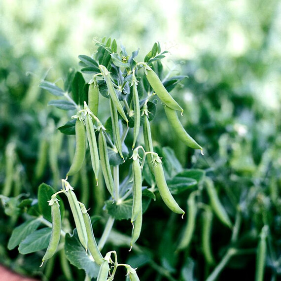 Зонда Syngenta семена гороха | Agriks