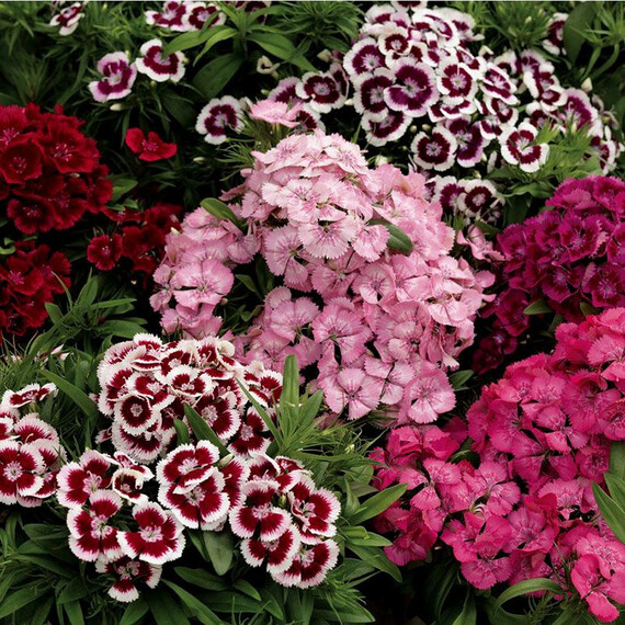 Семена гвоздики турецкой Диабунда F1 смесь Syngenta Flowers 100 шт драже, Разновидности: Смесь, Фасовка: Проф упаковка 100 шт драже | Agriks