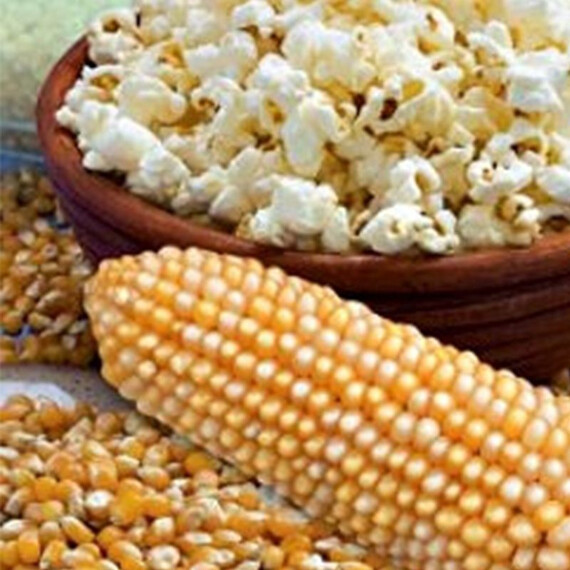 Насіння кукурудзи Поп Корн | Agriks