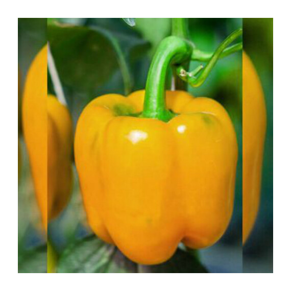 Насіння перцю Шорок шарі Hortus від 10 г, Фасовка: Проф упаковка 10 г | Agriks