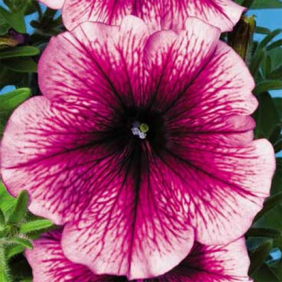 Семена петунии мультифлора Ура F1 сливовая Syngenta Flowers 1 000 шт драже, Разновидности: Сливовый, Фасовка: Проф упаковка 1 000 шт | Agriks